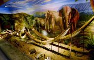 Museum Fosil Sangiran – Sejarah, Koleksi, Tiket & Ragam Aktivitas