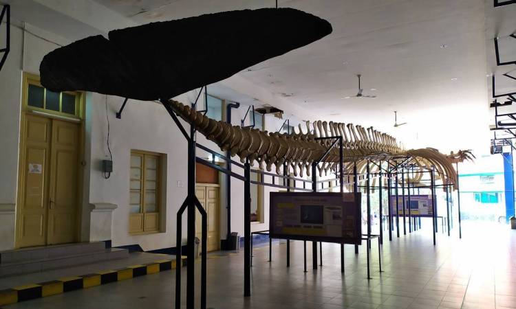 Koleksi di Museum Zoologi