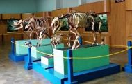 Museum Zoologi Bogor – Sejarah, Koleksi, Tiket & Ragam Aktivitas