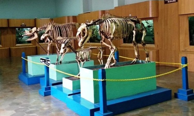 Museum Zoologi Bogor – Sejarah, Koleksi, Tiket & Ragam Aktivitas