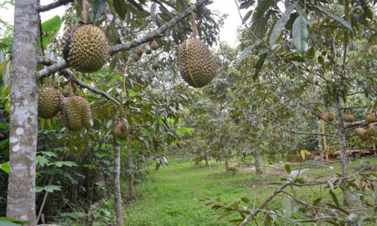 Kebun Durian Candimulyo