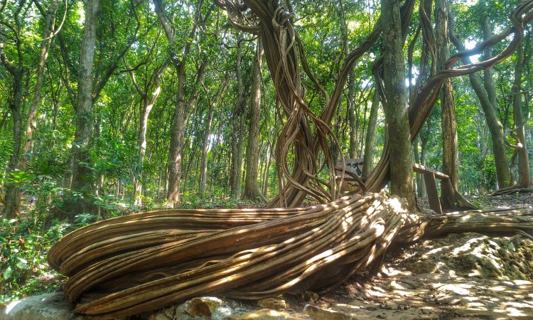 Wisata Pohon Trinil