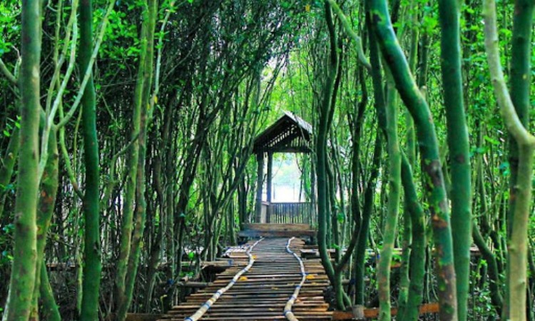 Hutan Mangrove Kulon Progo