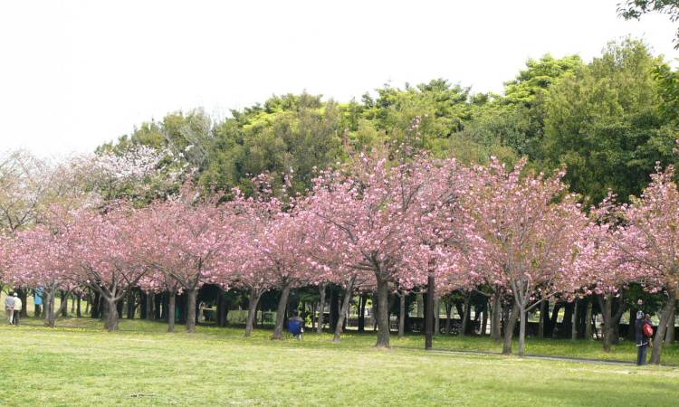 Taman Sakura Cibodas