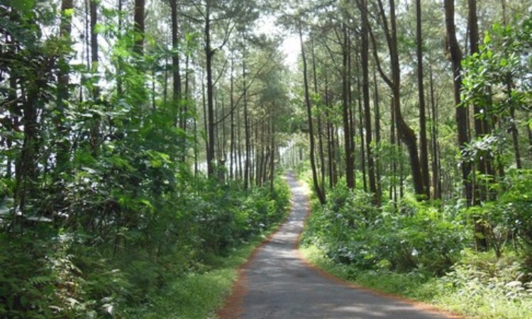 Hutan Kusumo Asri