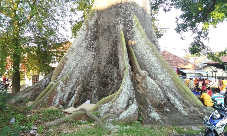 Wisata Pohon Randu Gede