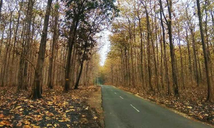 Hutan Jati Bojonegoro