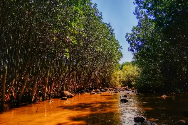 Hutan Mangrove Nguling