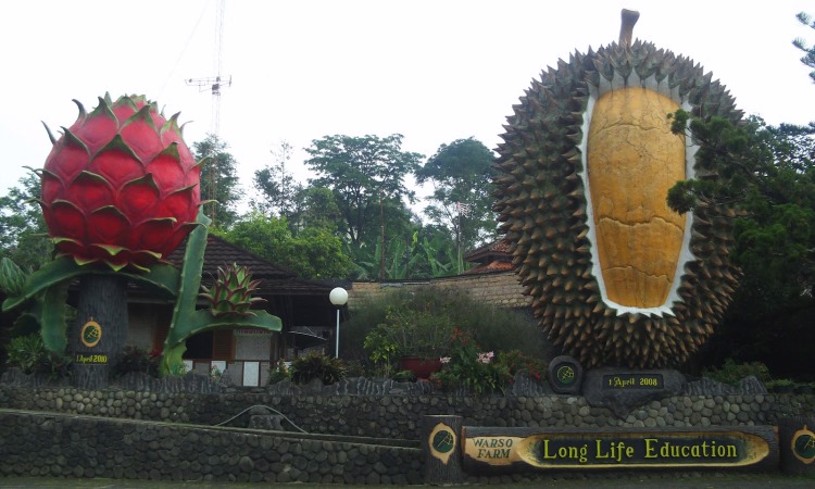 Liburan Asik di Wisata Kebun Durian Warso Farm