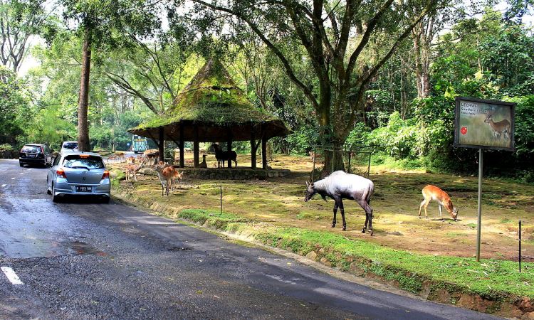 Taman Safari Indonesia Cisarua