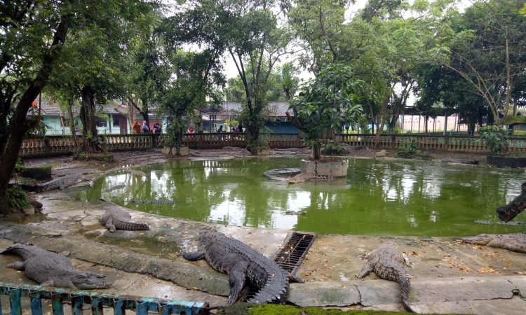 Wisata di Bekasi, Keunikan Taman Buaya Indonesia Jaya