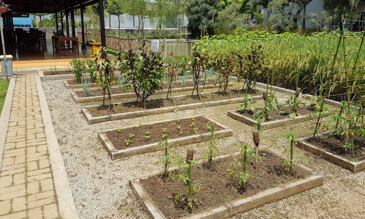 Belajar Berkebun Urban Farming