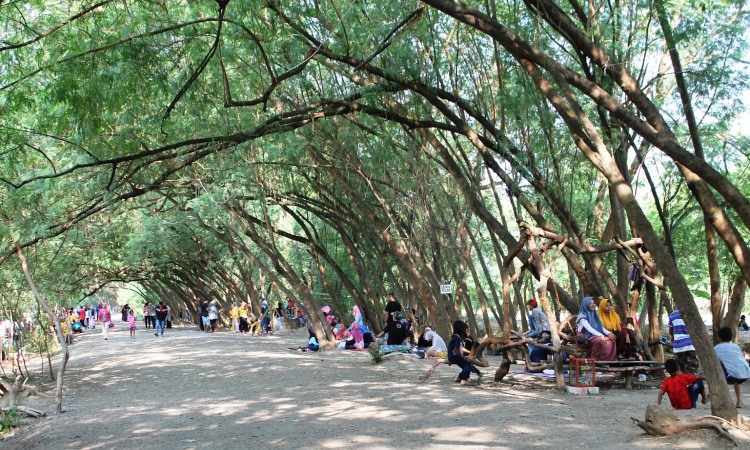 Pohon Miring Pancawati, Wisata Alam Favorit yang Unik di Karawang