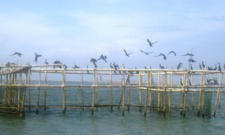 Pantai Tanjung Burung