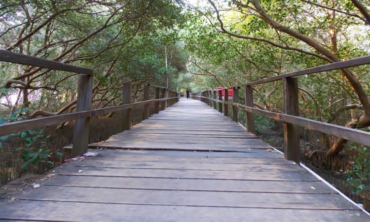 Hutan Mangrove Morosari