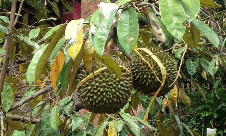 Kebun Durian