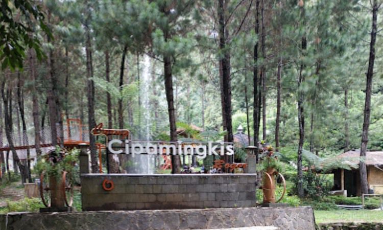 Hutan Pinus Cipamingkis