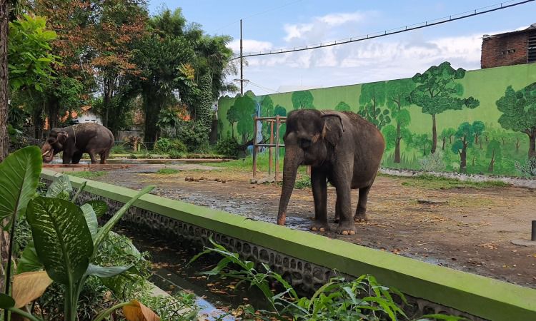 Daya Tarik Kebun Binatang Surabaya