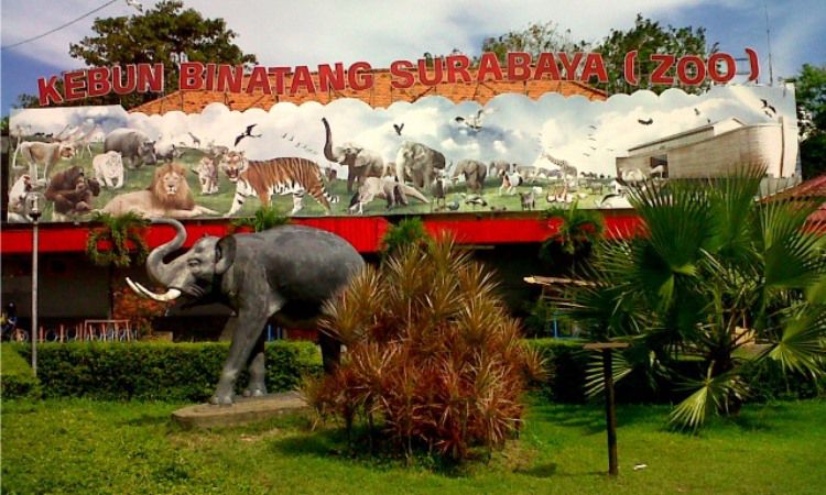 Tiket Kebun Binatang Surabaya
