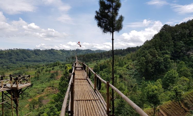 Alamat Hutan Pinus Gunung Pancar