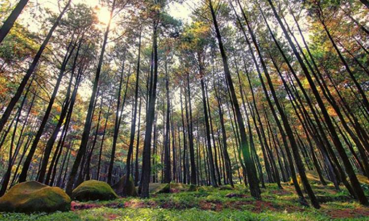 Daya Tarik Hutan Pinus Gunung Pancar