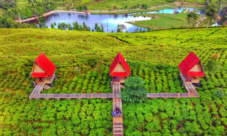 Puncak Bogor, Kawasan Wisata Pegunungan yang Menyejukkan di Cisarua