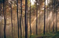 Hutan Pinus Gunung Pancar, Tempat Outbound & Camping Seru di Sentul Bogor