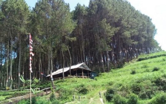 Karacak Valley, Menikmati Alam & Kesejukan Hutan Pinus di Garut