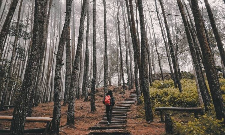 Kegiatan Hutan Pinus Gunung Pancar