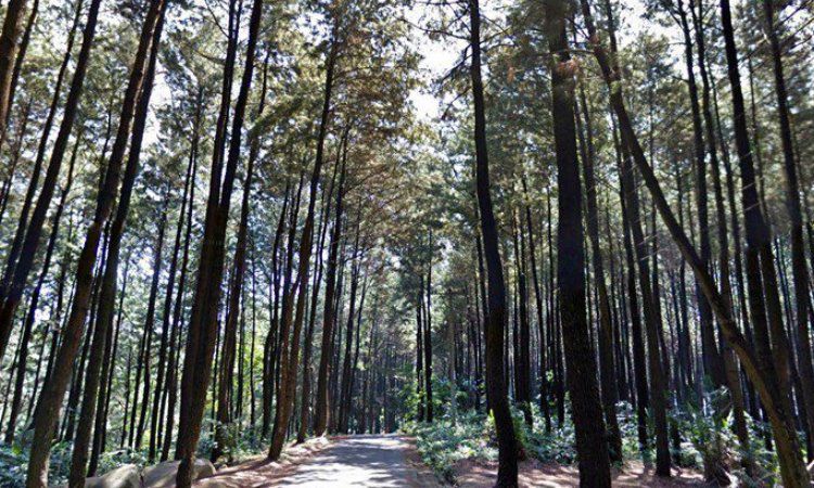 Tiket Hutan Pinus Gunung Pancar