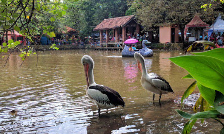 Sekilas Kebun Binatang Semarang