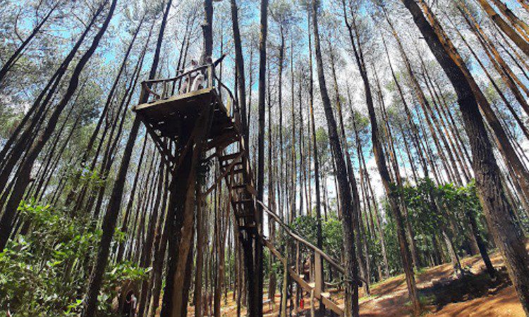 Hutan Pinus Pengger