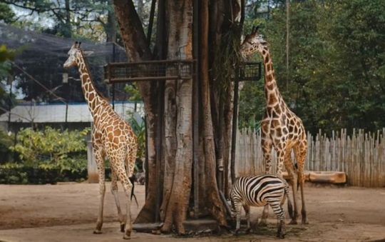Kebun Binatang Bandung, Wisata Edukasi Favorit yang Dilengkapi Wahana Permainan