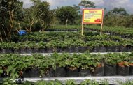 Kebun Inggit Strawberry, Wisata Petik Buah yang Seru di Magelang