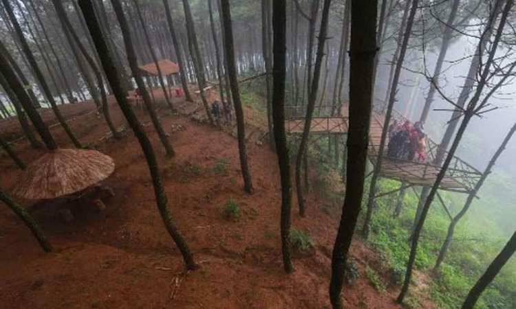 Bukit Senyum, Objek Wisata Alam Hits dengan Panorama Hutan Pinus di Bandung