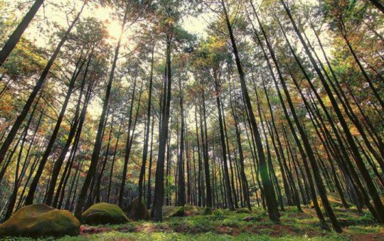 4 Hutan Pinus Hits di Bogor Buat Liburan Seru