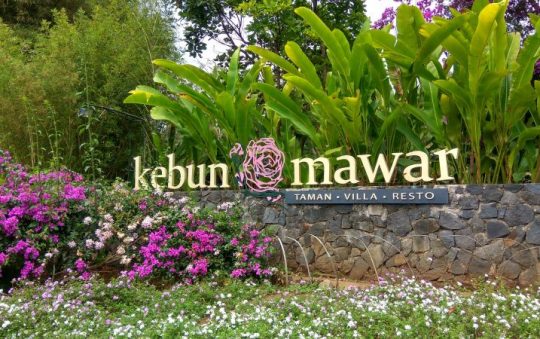 Kebun Mawar Situhapa, Spot Foto Kekinian Berlatar Taman Bunga Cantik di Garut