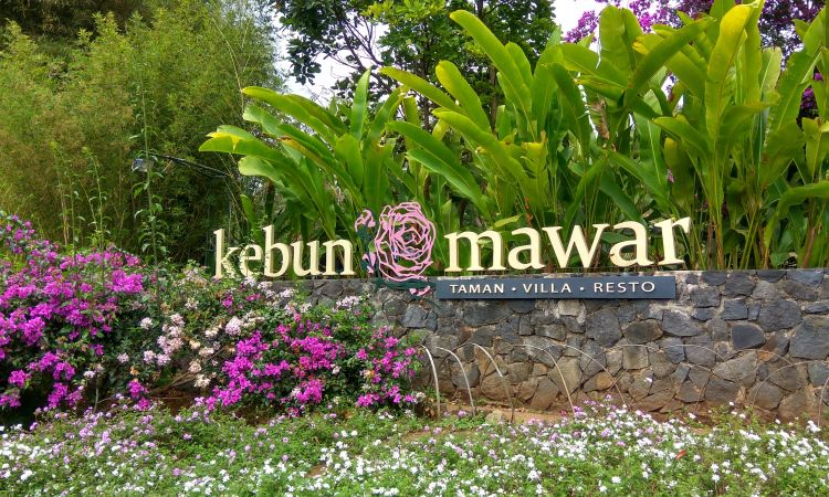 Kebun Mawar Situhapa, Spot Foto Kekinian Berlatar Taman Bunga Cantik di Garut