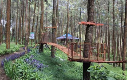 Wana Wisata Prabanlintang, Spot Foto Keren dengan Panorama Hutan Pinus di Tegal
