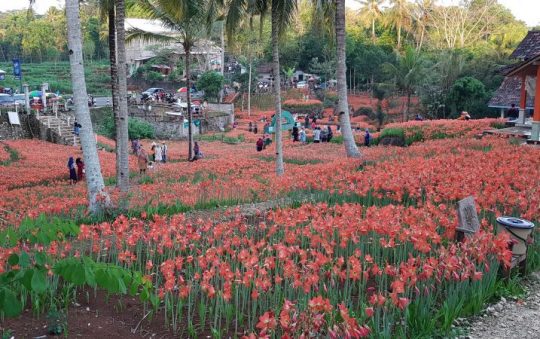 Taman Bunga Amarilis, Destinasi Taman Bunga Cantik & Kekinian di Gunung Kidul