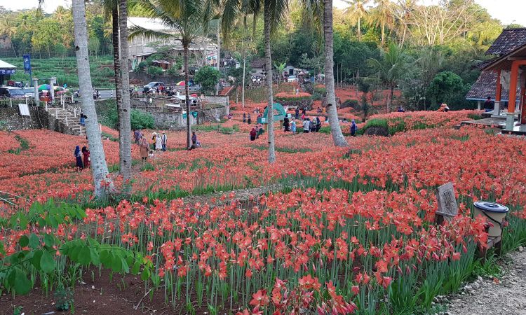 Taman Bunga Amarilis, Destinasi Taman Bunga Cantik & Kekinian di Gunung Kidul