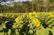 Taman Bunga Nawari, Spot Foto Keren Berlatar Bunga Matahari di Gunung Kidul