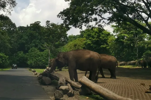 Alamat Taman Safari Indonesia 2