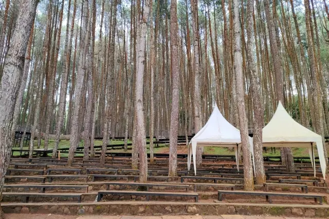 Kegiatan Hutan Pinus Asri