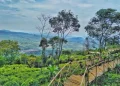 Bukit Panenjoan, Destinasi Wisata Hits dengan Panorama Alam Memukau di Purwakarta